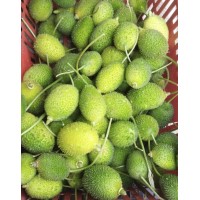 Pagila - Forest Bitter gourd l Teasel Gourd l Kaadu Hagalakai 1kg Pagila - Forest Bitter gourd l Teasel Gourd l Kaadu Hagalakai 1kg