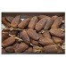 Deglet Nour Dates - 500gm